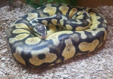 3ft vivarium with royal python