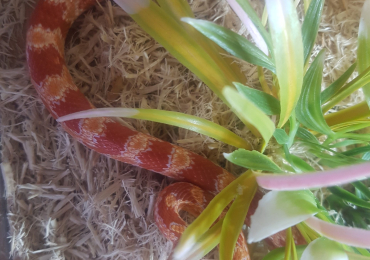 2 ft vivarium with corn snake