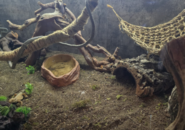 Bearded dragon full set up