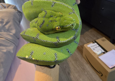 Green tree python