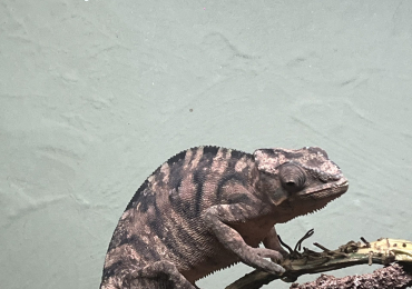 Female Panther chameleon