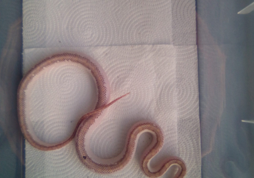 Female White-sided Black Rat Snake For Sale in Manchester