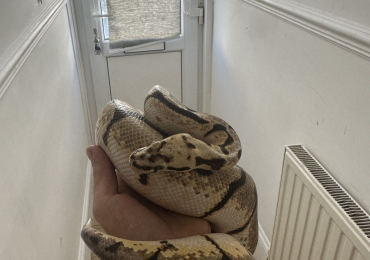 3 royal pythons for sale