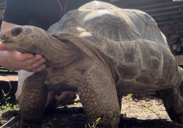 Aldabra giant tortoise