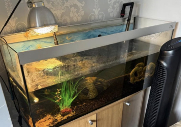 2 Razorback Turtles and Set Up