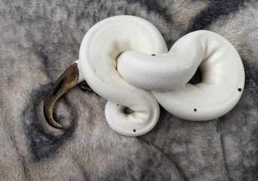 2022 Leopard Pied Royal Python With  full set up