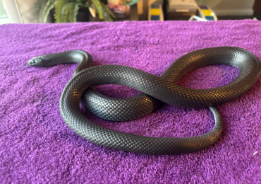 Mexican Black King Snake with full setup up