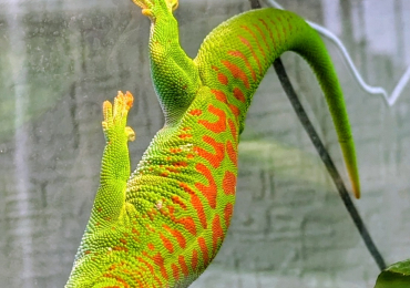 High Red Madagascan Day Gecko