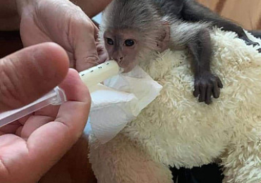   Capuchin and marmoset Monkeys for sale.. .