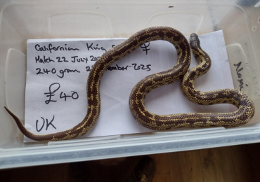 2022 Female Cali king