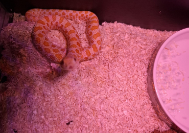 Arctic Albino Anaconda Hognose