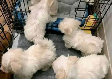 Poodle puppies original for sale.
