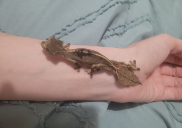 Male Uroplatus phantasticus Satanic Leaf-tailed Geckos