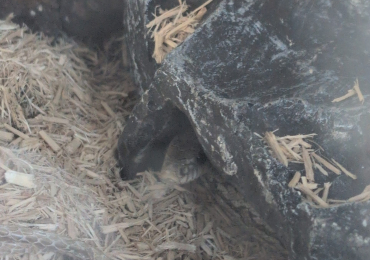 Morph male adult corn snake