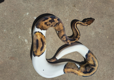 Pied ball python for sale