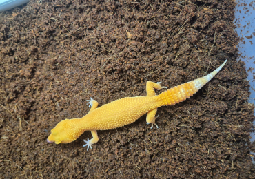 Sunglow leopard gecko for sale