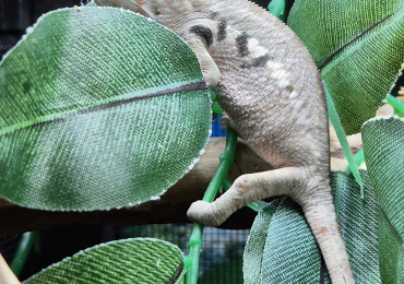 Baby Panther Chameleons