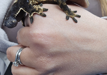 Crested Gecko Male