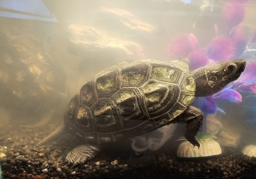 2 x female reeves turtles