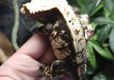 Tricolour Harlequin Male Crested Gecko