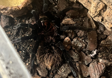 xenesthis immanis AF 