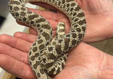 10 x Hognose Snakes Various Colour Morphs