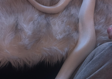 Reptile Ivory axanthic ball python (rare)