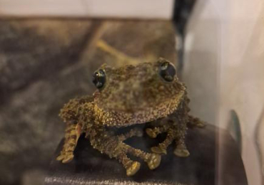 2 Vietnamese Mossy Frogs