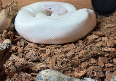 Banana karma Royal python