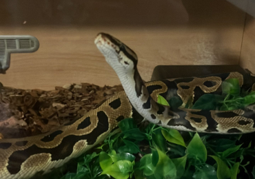 Royal Carnivore spotnose or chocolate