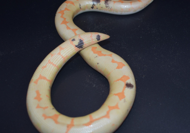 Paradox Albino