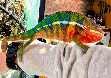 Ambilobe Panther Chameleon PAIR