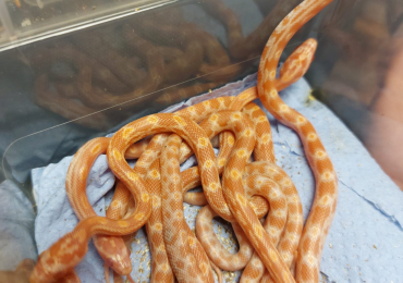 3 stack viv with 2 corn snakes