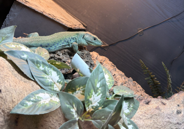 Jewelled lacerta