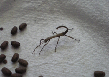 Indian stick insect eggs and nymphs