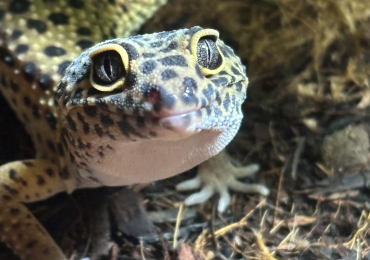 Leopard gecko