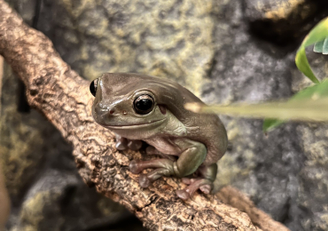 3 White’s Tree Frogs