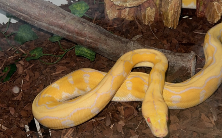 Lavender Albino Platinum Sunfire Dwarf Reticulated Python | Reptiles ...