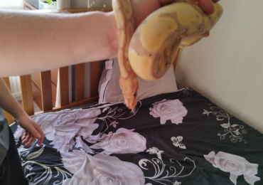 Boa constrictors and royal python