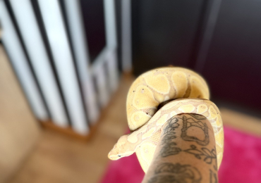 Banana Royal Python and Vivarium Set-UP