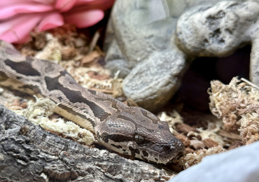 Dumerils Boa