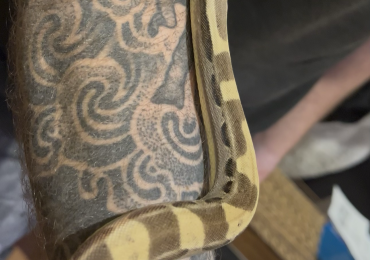 Boa constrictor SOLD