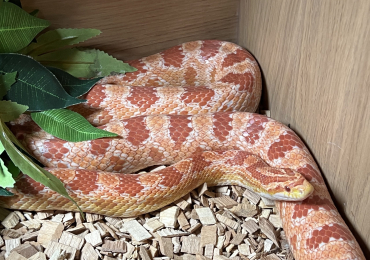 Corn snake full set up