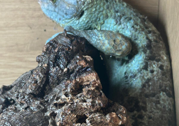 Monkey tailed skink