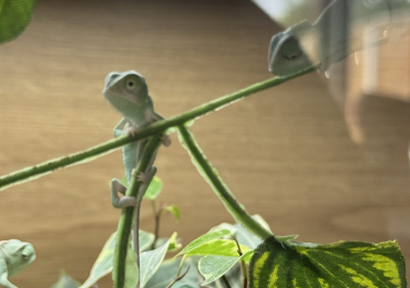Veiled (Yemen) chameleons