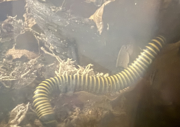 Bumblebee millipedes for sale x 2