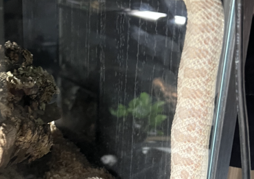 Super arctic pink pastel albino female hognose snake