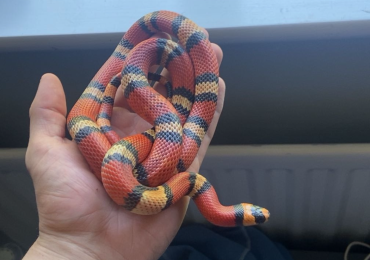 Male Honduran milk snake + Custom enclosure