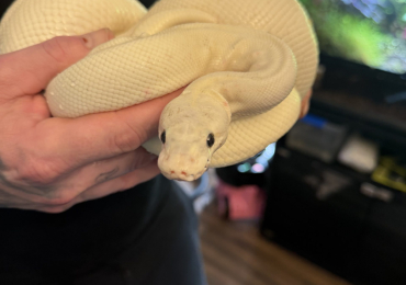 Female ivory royal python