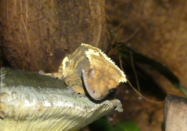 Crested Geckos with bioactive terrarium